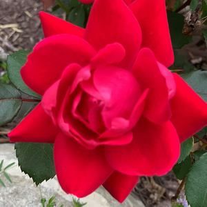 Meet your Posher, Asma